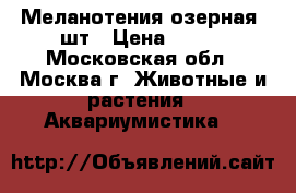 Меланотения озерная 4шт › Цена ­ 800 - Московская обл., Москва г. Животные и растения » Аквариумистика   